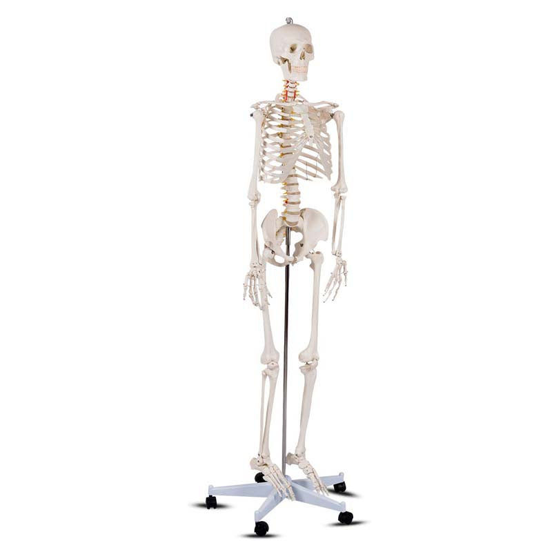 70.8" Life Size Human Anatomical Anatomy Skeleton Medical Model with Rolling Stand, Removable Parts, Poster & Dust Cover
