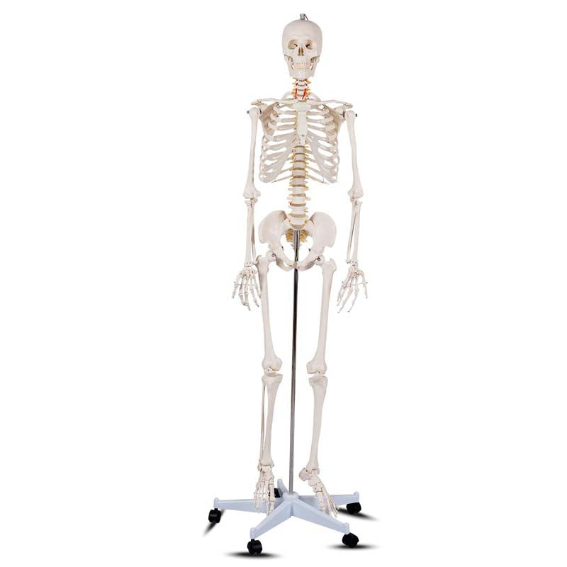70.8" Life Size Human Anatomical Anatomy Skeleton Medical Model with Rolling Stand, Removable Parts, Poster & Dust Cover