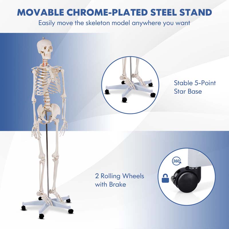 70.8" Life Size Human Anatomical Anatomy Skeleton Medical Model with Rolling Stand, Removable Parts, Poster & Dust Cover