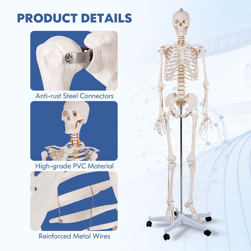 70.8" Life Size Human Anatomical Anatomy Skeleton Medical Model with Rolling Stand, Removable Parts, Poster & Dust Cover