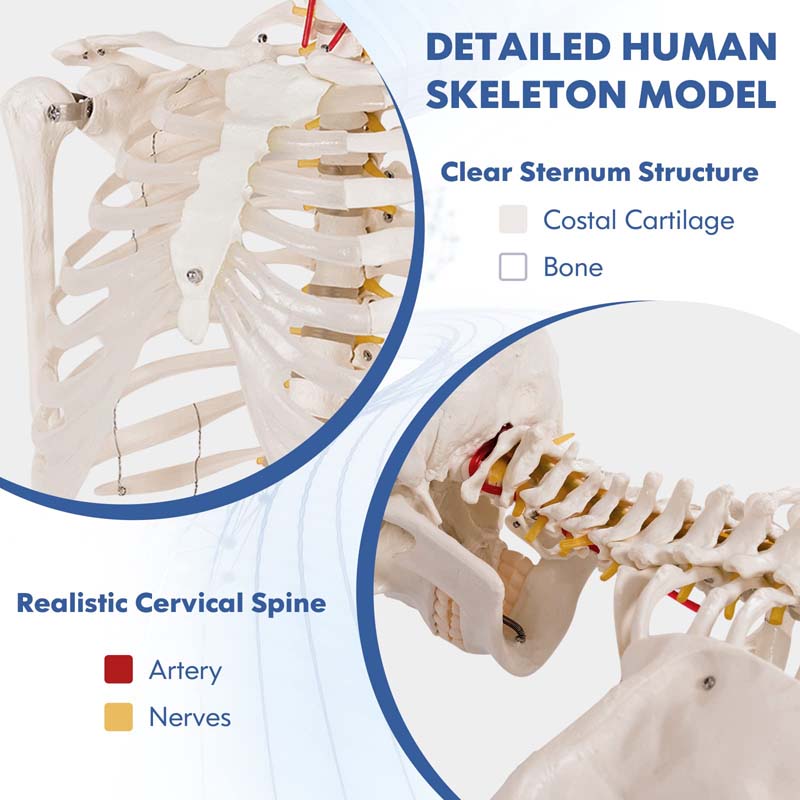 70.8" Life Size Human Anatomical Anatomy Skeleton Medical Model with Rolling Stand, Removable Parts, Poster & Dust Cover