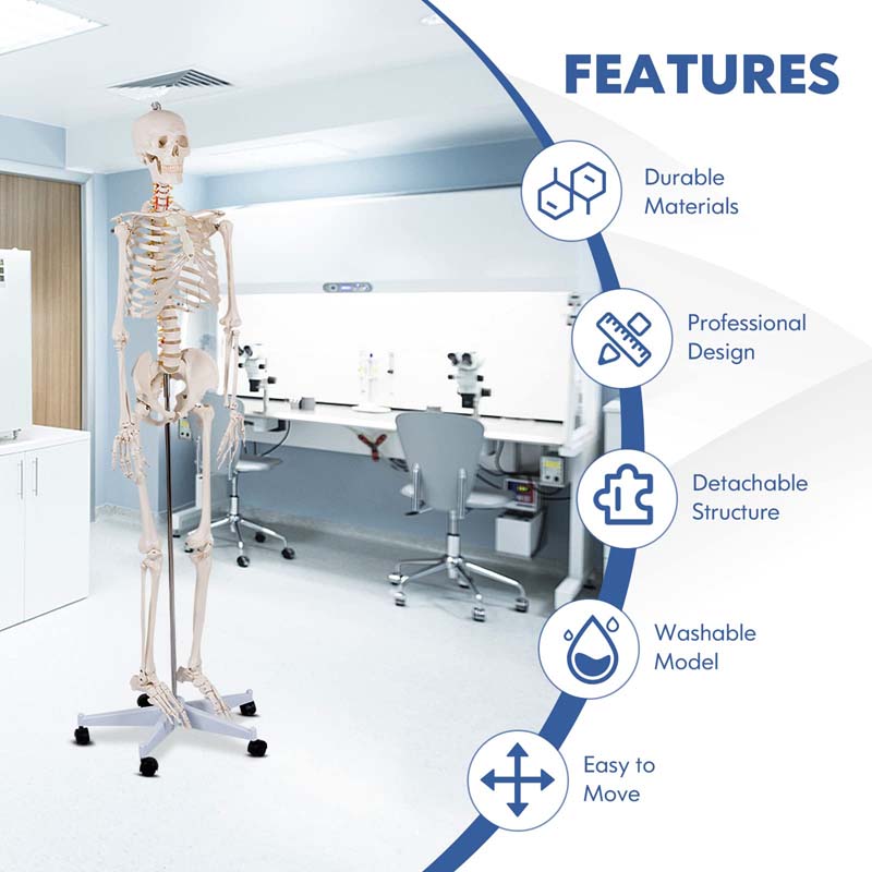 70.8" Life Size Human Anatomical Anatomy Skeleton Medical Model with Rolling Stand, Removable Parts, Poster & Dust Cover
