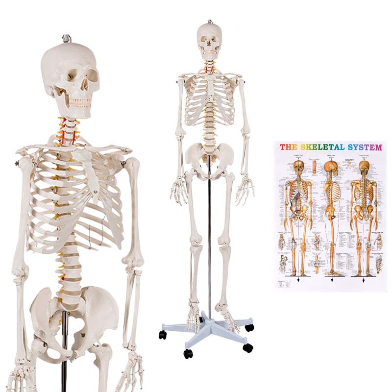 70.8" Life Size Human Anatomical Anatomy Skeleton Medical Model with Rolling Stand, Removable Parts, Poster & Dust Cover