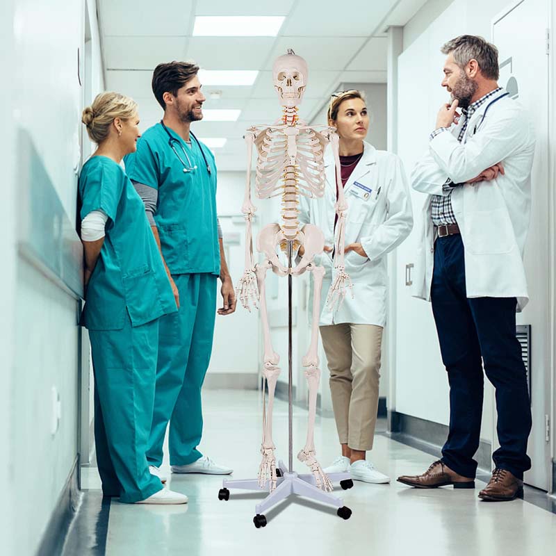 70.8" Life Size Human Anatomical Anatomy Skeleton Medical Model with Rolling Stand, Removable Parts, Poster & Dust Cover