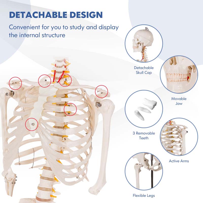 70.8" Life Size Human Anatomical Anatomy Skeleton Medical Model with Rolling Stand, Removable Parts, Poster & Dust Cover